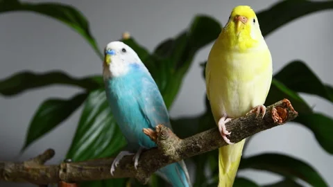 Close-up of two yellow and light blue domestic budgies on wooden branch Stock Footage 260805458