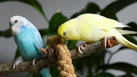 Close-up of two yellow and light blue domestic budgies on wooden branch. Stock Footage 260805802