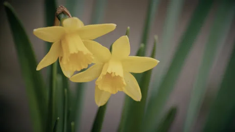 A close up of two yellow daffodil flowers in springtime. 4K tripod Stock Footage 236563824