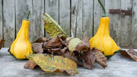 Close up of a two yellow-green zucchini with leafs Stock-Footage 115757410
