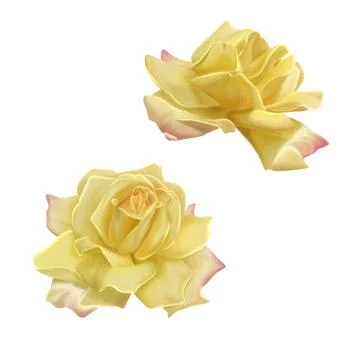 A close-up of two yellow roses with soft pink petal tips, painted in waterc.. Stock Illustration