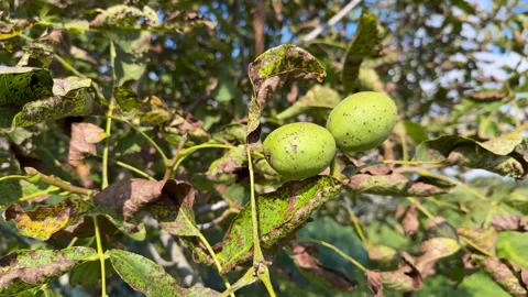 Close-up of two young green walnuts on a branch with diseased, browning leaves Stock Footage 315899978