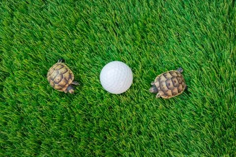 Close up of two young hermann turtles on a synthetic grass with golf ball Stock Photos