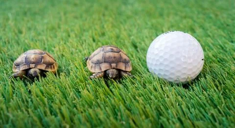 Close up of two young hermann turtles on a synthetic grass with golf ball Stock Photos