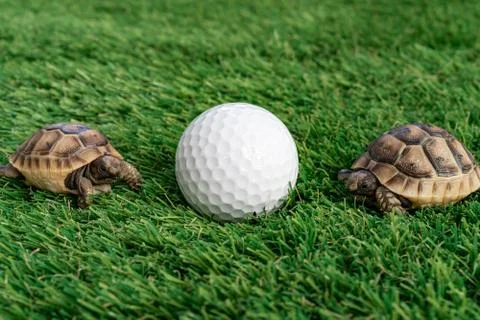 Close up of two young hermann turtles on a synthetic grass with golf ball Stock Photos
