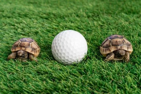 Close up of two young hermann turtles on a synthetic grass with golf ball Stock Photos