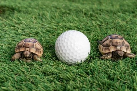 Close up of two young hermann turtles on a synthetic grass with golf ball Stock Photos