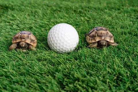 Close up of two young hermann turtles on a synthetic grass with golf ball Stock Photos