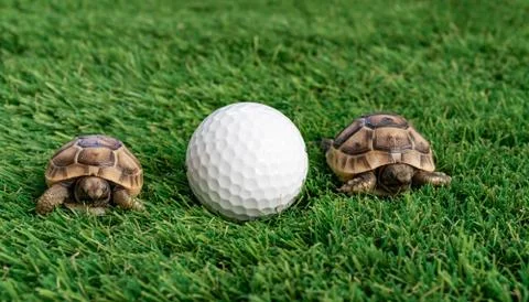 Close up of two young hermann turtles on a synthetic grass with golf ball Stock Photos