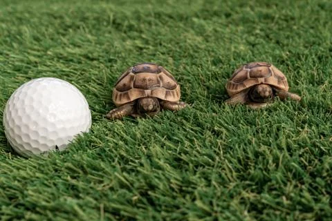 Close up of two young hermann turtles on a synthetic grass with golf ball Stock Photos