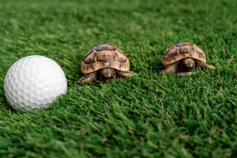 Close up of two young hermann turtles on a synthetic grass with golf ball Stock Photos