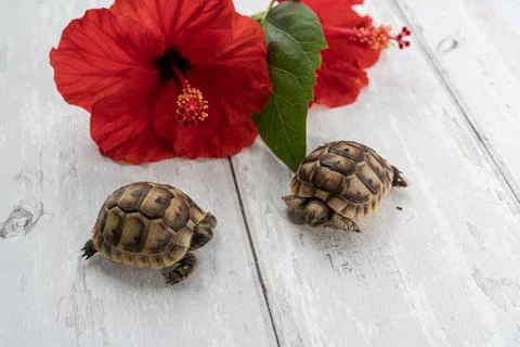 Close-up of two young hermann turtles on white wooden background with a red h Stock Photos