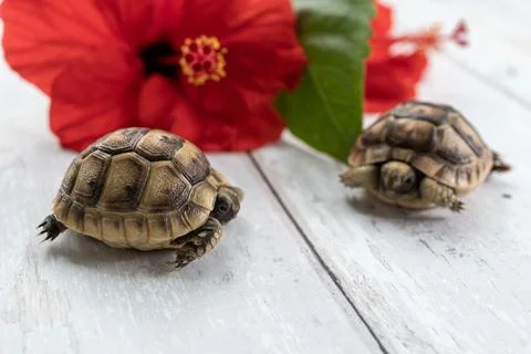 Close-up of two young hermann turtles on white wooden background with a red h Stock Photos