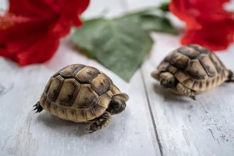 Close-up of two young hermann turtles on white wooden background with a red h Stock Photos