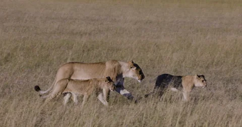 Close-up. Two young lion cubs walking next to their mother in the African bush Stock Footage 274834900