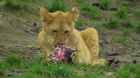 Close up of two young Lion Stock Footage 274588703