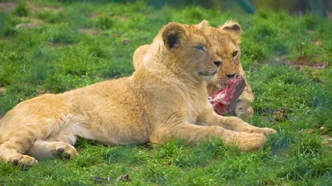 Close up of two young Lions Stock Footage 274588974
