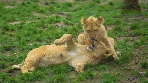 Close up two of young lions  Stock-Footage 274637934