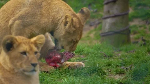 Close up two of young lions  Stock Footage 274637981