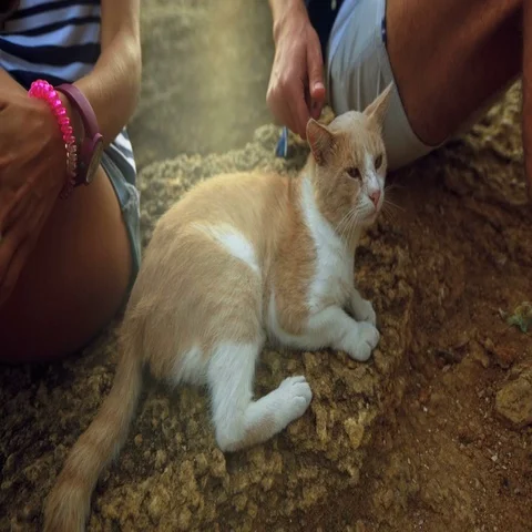 Close up of two young people sitting on the stone, man caressing red cat Stock Footage 69291849