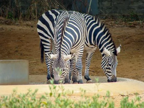 Close up of two Zebra Stock Photos