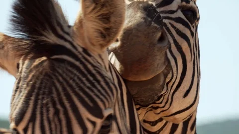 Close up of two zebras cuddling and interacting in national park in South Africa Stock Footage 111861224