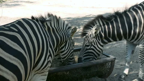 Close up of Two zebras eating grass in the zoo. Stock Footage 145067156