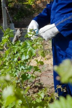 Close up of tying grape branches Stock Photos