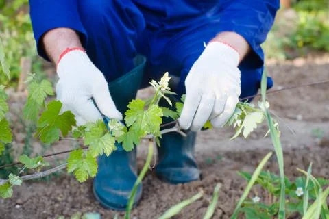 Close-up of tying grape branches Stock Photos