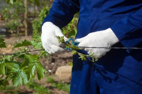Close up of tying grape branches Stock Photos