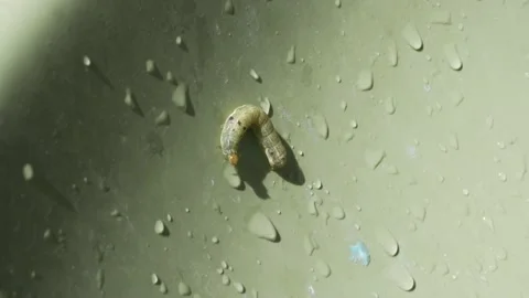 Close-up of a type of caterpillar crawling through a laundry room Stock Footage 150294459