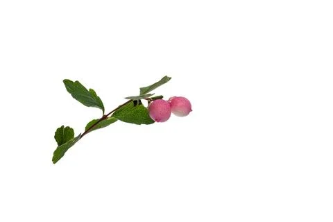 A close up of typical september plant, 스톡 사진