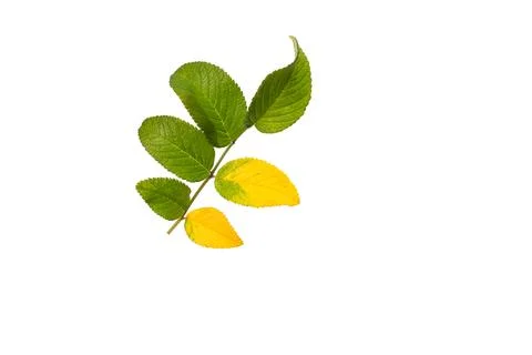 A close up of typical september plant, Stock Photos