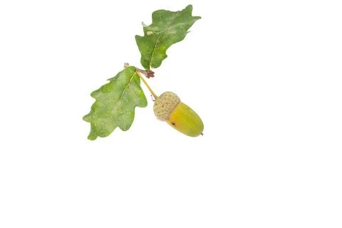 A close up of typical september plant, Foto stock