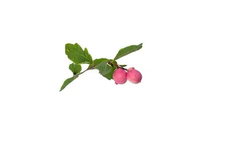 A close up of typical september plant, Foto stock