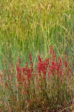 Close-up of typical small red flowers of Etna volcano landscapes Stock Photos