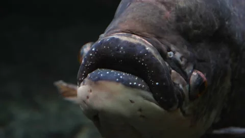 Close up of ugly fish Stock Footage 210241137