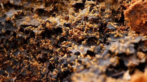 Close-up UHD, 4K shot of ant colony in fallen tree in forest. Stock Footage 106789482