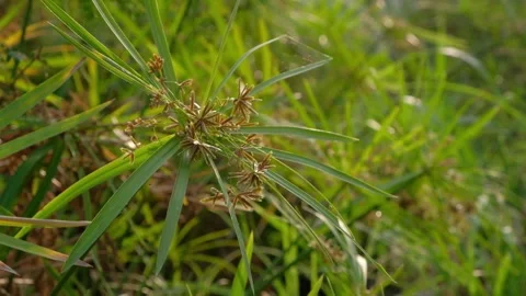 Close-up of umbrella sedge grass with seed heads in natural sunlight Stock Footage 342959935
