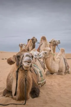 Close un portrait of the three funny camels in desert of Inner Mongolia, Chin Stock Photos