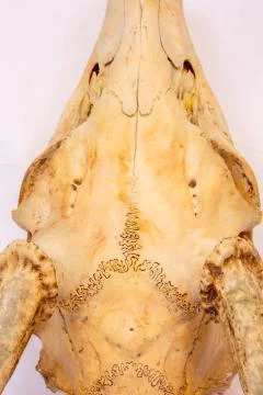 Close up of a unbleached deer skull on white background Stock Photos