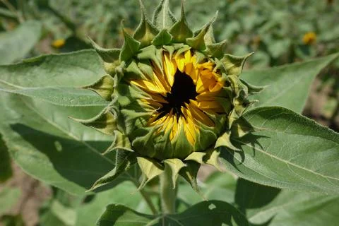 Close up an unbloomed sunflower Stock Photos