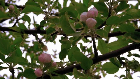 Close-up, Unblown Buds of Apple Tree Flowers in Spring Evening Stock Footage 114654236