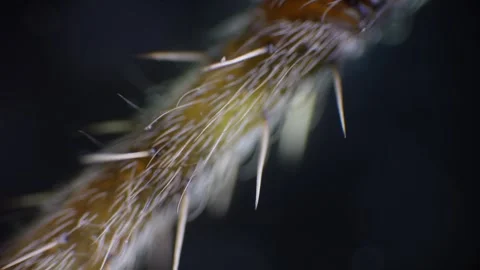 Close-up under microscope showing spider legs, eyes, and body segments, ill.. Stock Footage 308784922