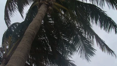 Close up under palm trees looking up on a windy day Video stock 115089491