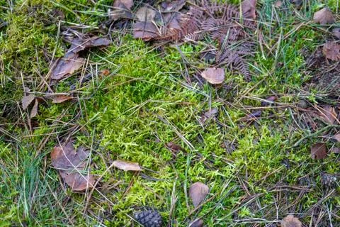 Close up of undergrowth in a pine forest Stock Photos