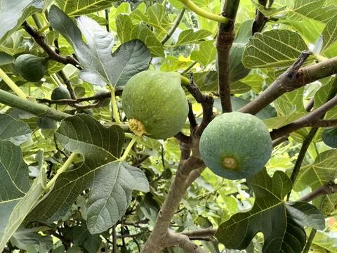 Close up from underneath tree view of dessert king figs hanging as they are.. Stock Photos