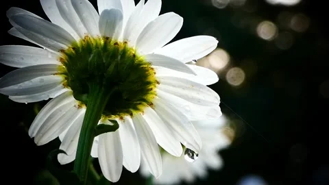 Close-Up Underneath View of Daisy with Raindrops and Blurred Forest Stock Footage 321929588