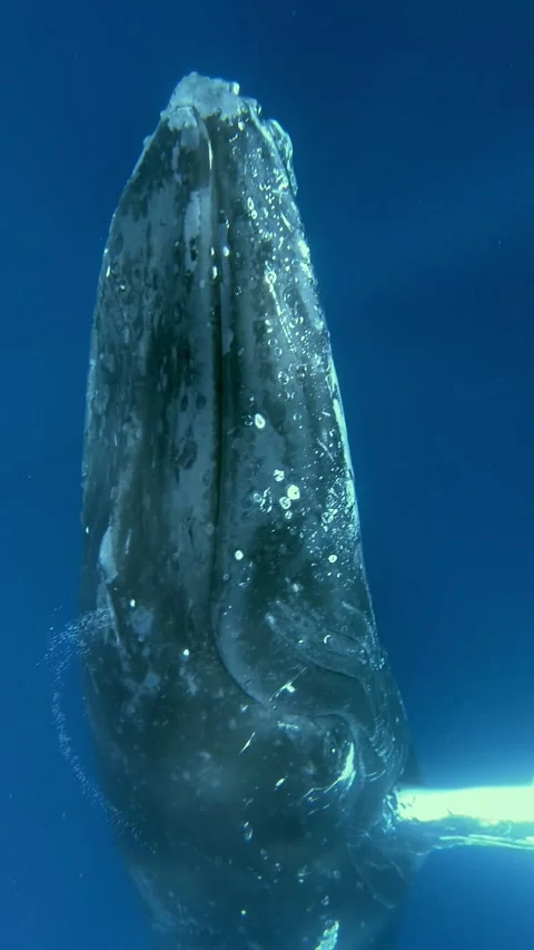 Up Close Undersea Glimpse of a Curious Humpback Whale Stock Footage 341061185