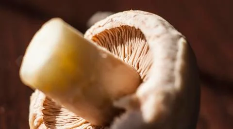 Close-up of underside of champignon mushroom Stock Photos